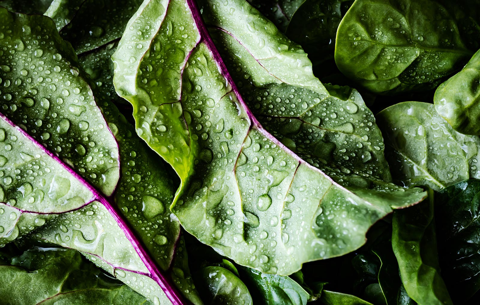 monika-grabkowska-i14VzlCp-Eo-unsplash